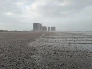 Why do thousands of seashells wash up on Karachi’s shores every monsoon?