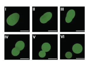 Scientists make cells using lab-made DNA
