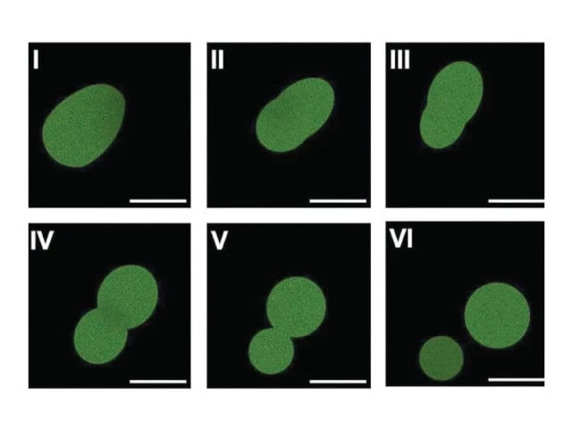 Scientists make cells using lab-made DNA