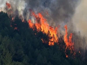 Forest fire kills at least 12 in southern Spain